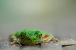 英雄联盟总决赛-以热刺之名奔跑，孙兴慜的攻防艺术，与一个时代的狭路相逢