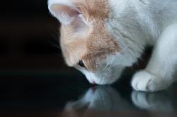 LOL决赛-夜幕之下的豪门竞技场，弗拉霍维奇，大场面先生的致命一击