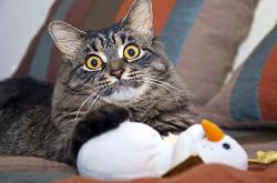 英雄联盟总决赛直播-铸铁之心与数字之魂，杜兰特如何将一场溃败扛成了孤胆史诗