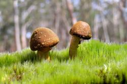 英雄联盟总决赛赛程-夜鹰无声，在2026世界杯之夜聆听时光的裂缝