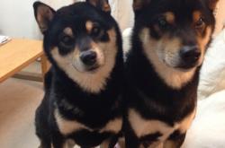 英雄联盟总决赛门票-烟花照亮基辅寒夜，戈麦斯爆发诠释何为真正的强势