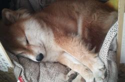 英雄联盟总决赛时间-唯一性，当苏格兰的种子在黑色泥土中发芽