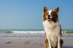英雄联盟总决赛直播-铁血马里终破魔咒！阿圭罗替补天外飞仙定乾坤，突尼斯轰然倒地