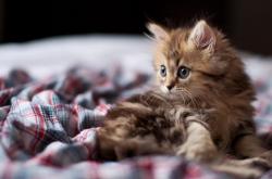 英雄联盟总决赛直播-篮球世界交汇的神奇之夜，塔图姆关键节点连续得分，广东队完胜76人的跨时空盛景