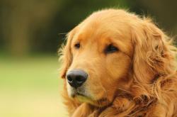 英雄联盟总决赛门票-绝境方见英雄！米切尔冰冷三分弑旧主，开拓者逆转热火献赛季最佳战役