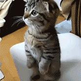 英雄联盟总决赛2025-当错误答案成为唯一解，坎特与那个无法被定义的抢七之夜