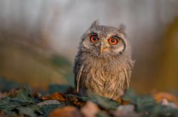 英雄联盟总决赛时间-禁区城墙与绿茵密码，当加纳的防守锁死智利的NBA总决赛焦点战