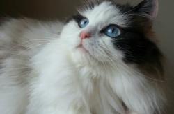 LOL赛事-加时鏖战定乾坤，拉文末节爆发+致命三分助北京力克雄鹿