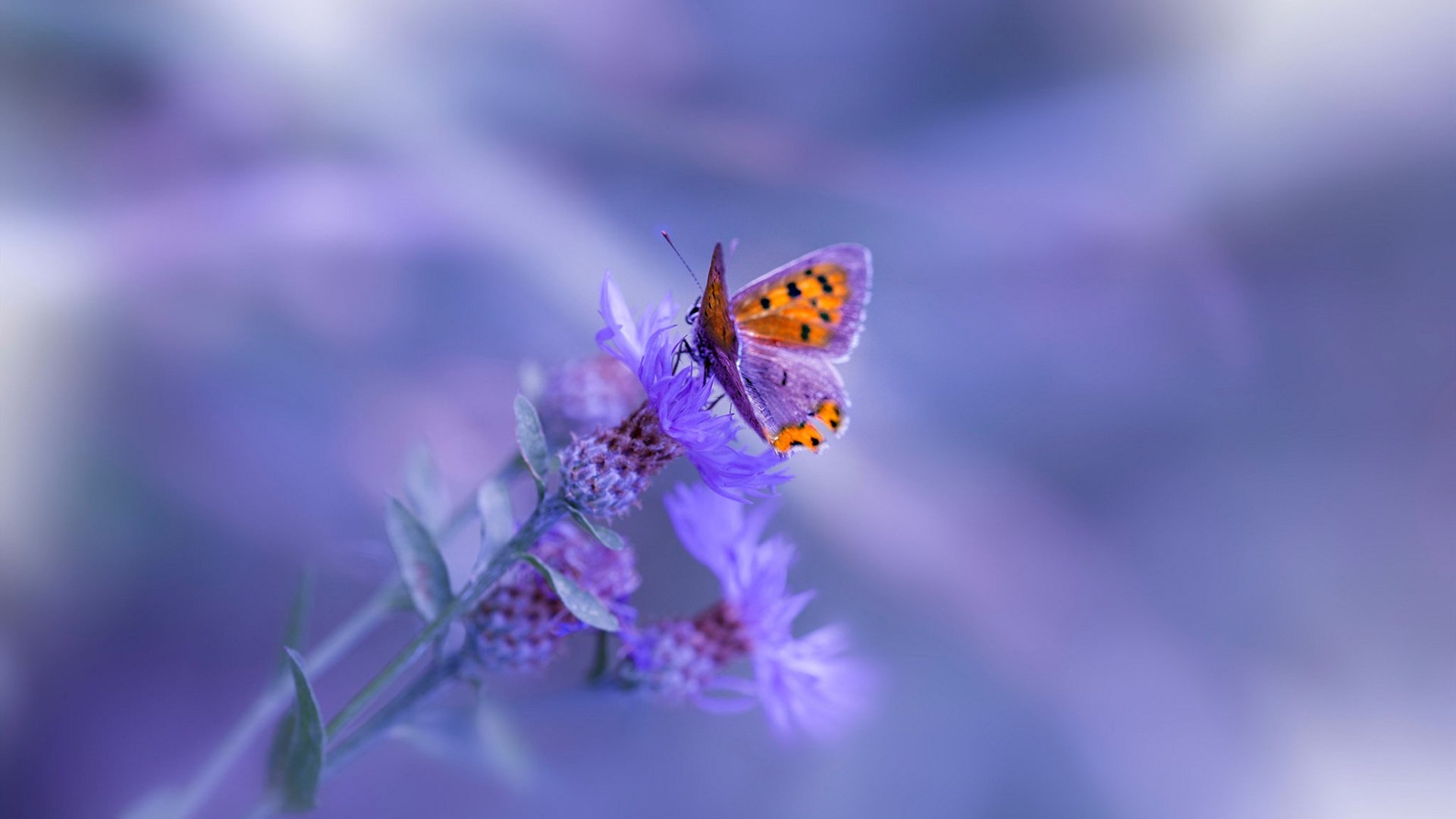 最安静的轰鸣，哈利伯顿如何用沉默，炸裂了季后赛之夜