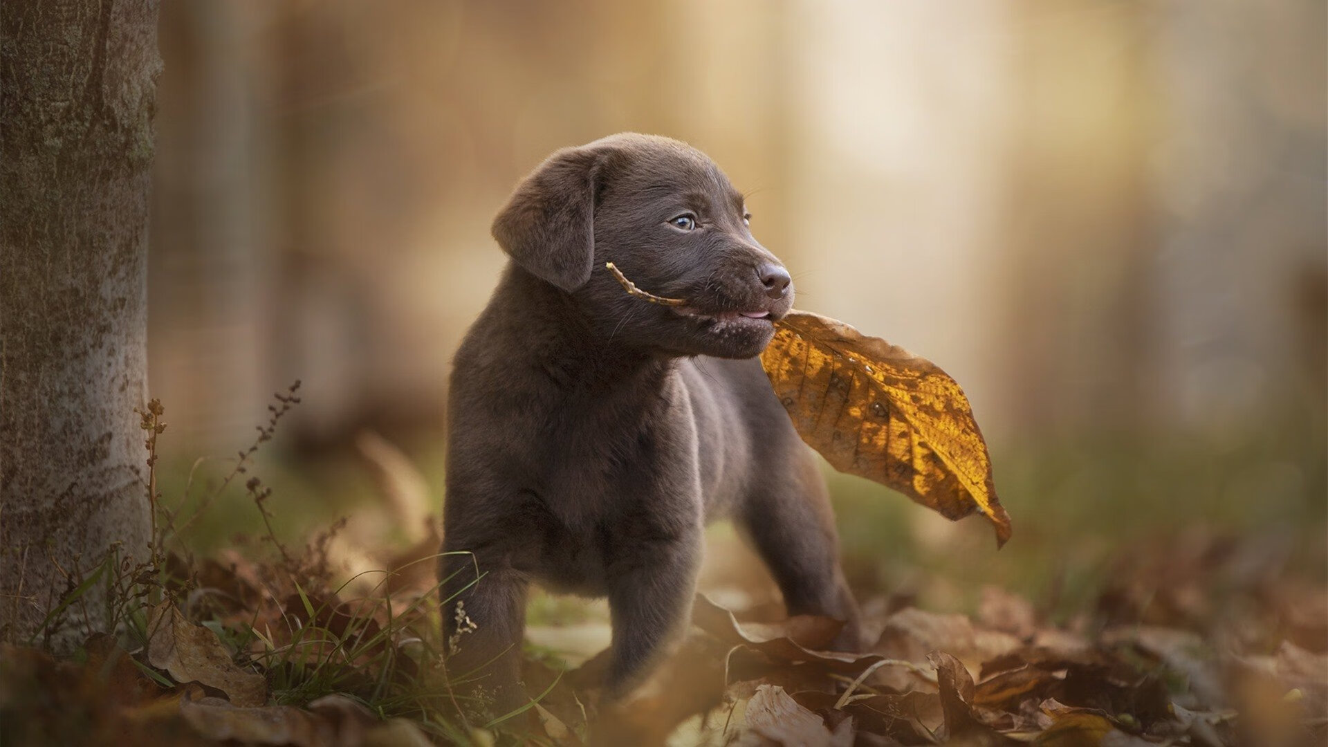 命运重压下的绝美弧线，欧冠淘汰赛之夜，范弗利特用实力为自己加冕