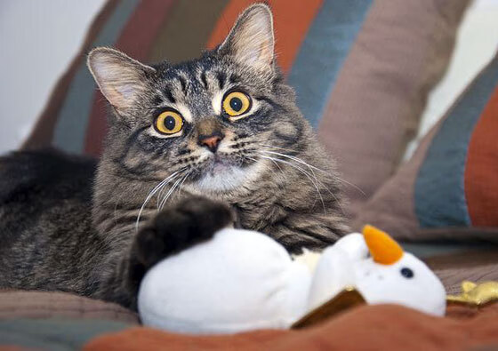 铸铁之心与数字之魂，杜兰特如何将一场溃败扛成了孤胆史诗