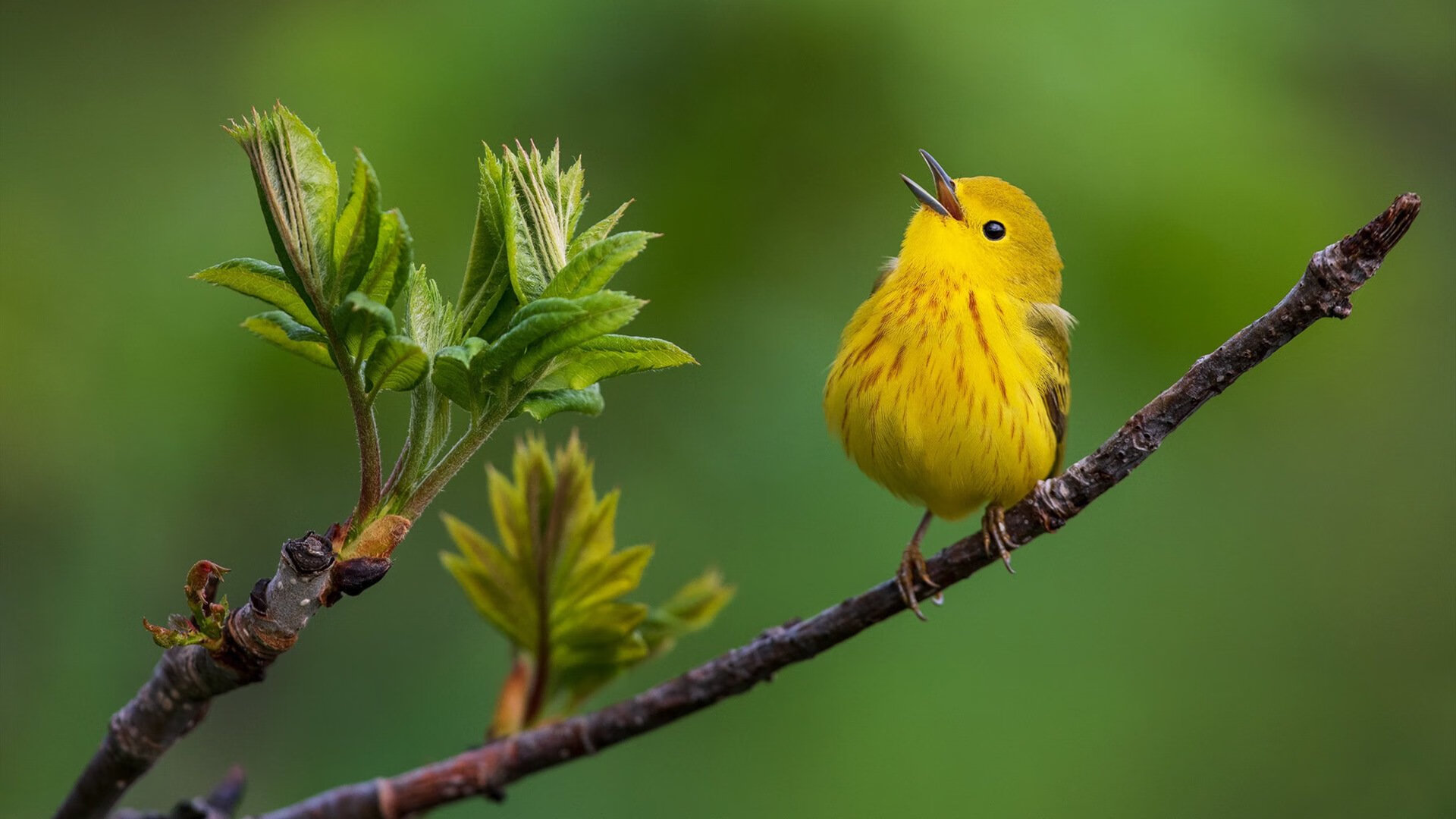 莱比锡红牛鏖战澳洲启示录,萨拉赫状态如焰火燎原点亮战术未来