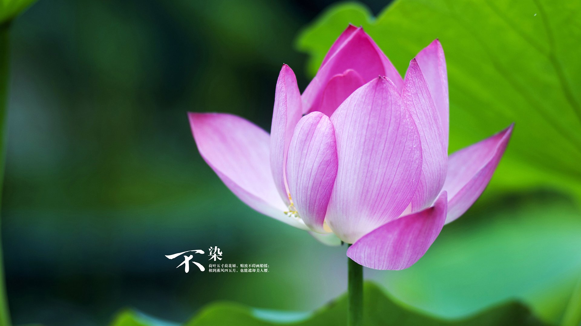 维京战吼撼动神话巨人，挪威黑马欧冠惊天逆转希腊豪门