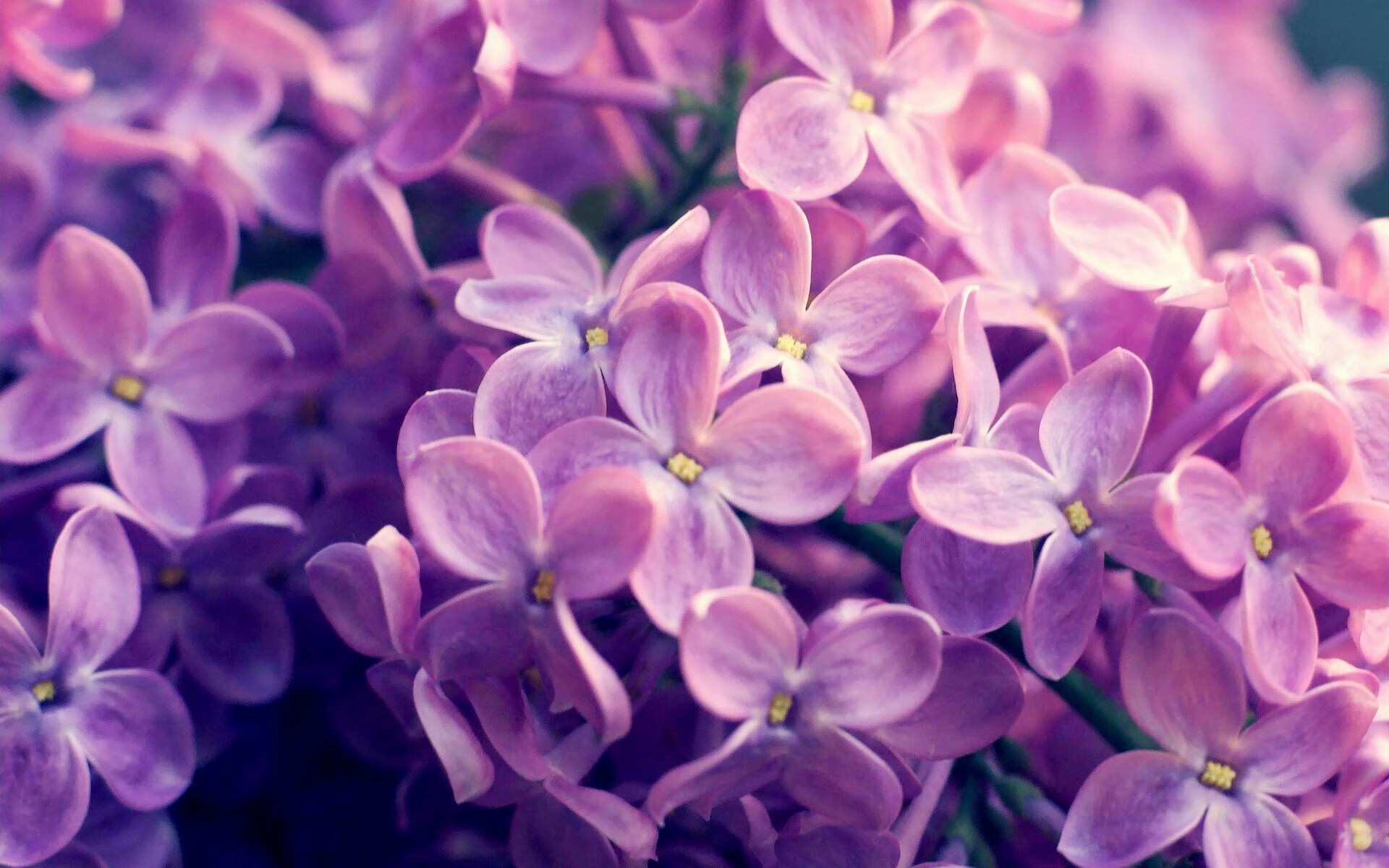 双面神恩佐,在苏格兰的凛风中,他执掌潘帕斯的节奏