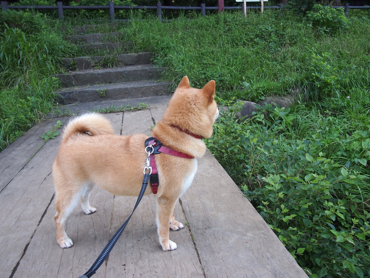 跨越万里的魔笛与楚河汉界—当楚阿梅尼在足球的诗意中重塑焦点