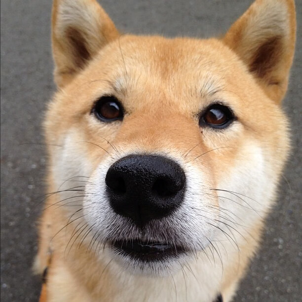 从伯纳乌到麦迪逊，欧冠级战术如何空降NBA淘汰赛战场