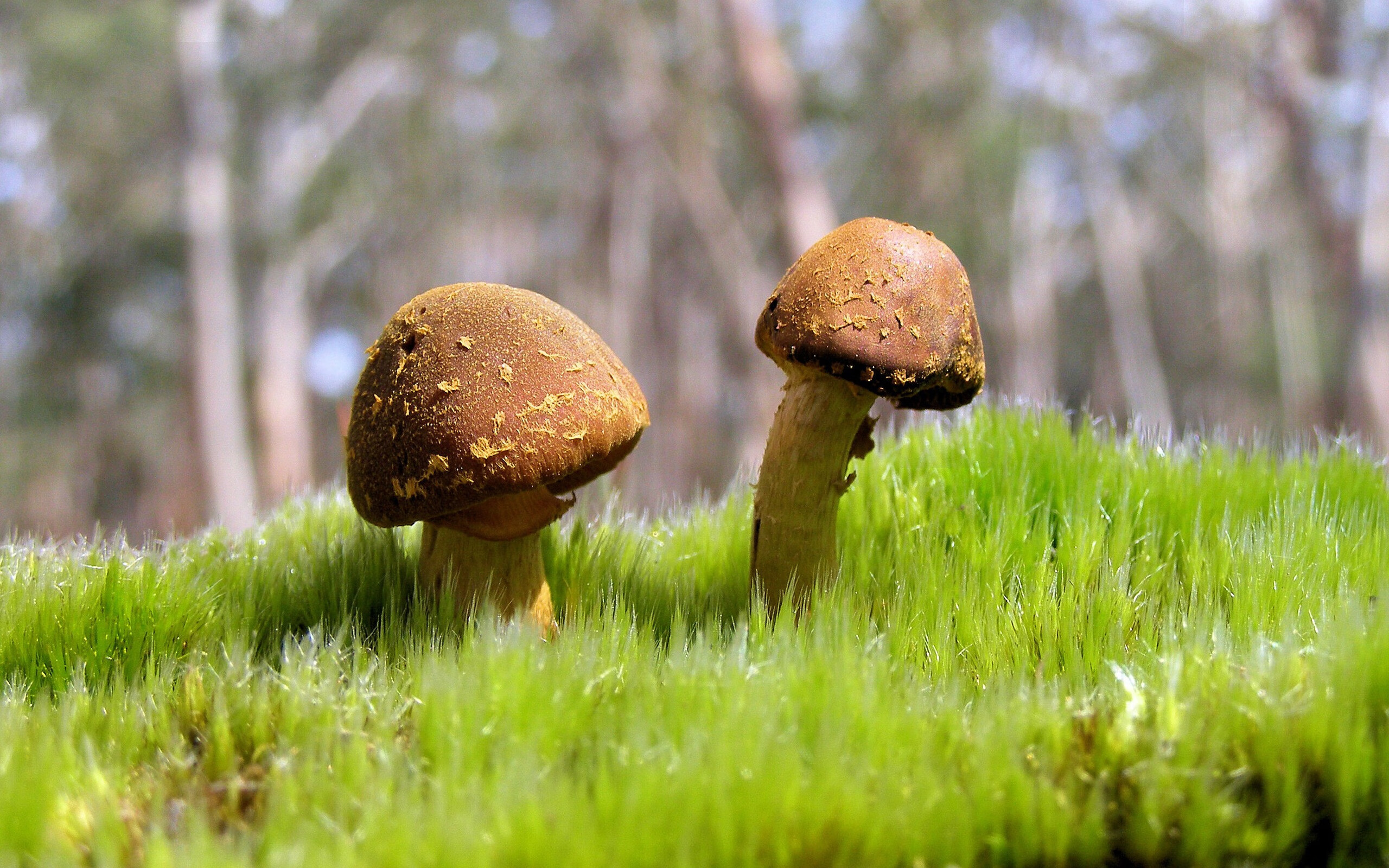 决胜心跳之夜,奥利维耶,F1史上最冰冷的孤胆英雄