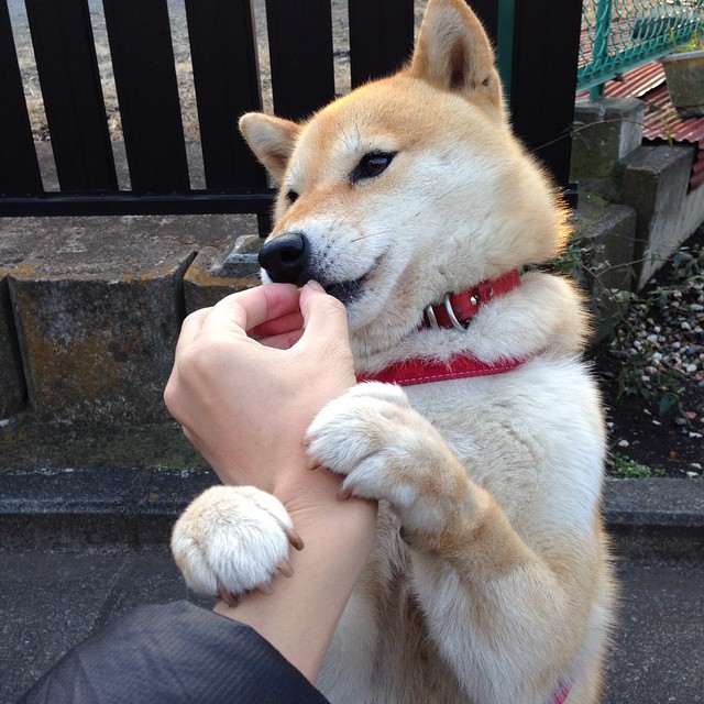 决胜心跳之夜,奥利维耶,F1史上最冰冷的孤胆英雄