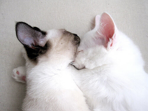 班凯罗40分破铁桶阵！深圳硬仗三记组合拳打懵北京队