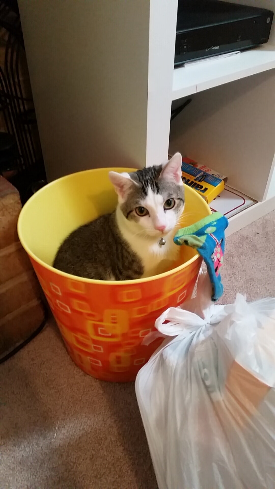 关键先生戈麦斯助波兰稳稳拿下巴西，足球世界再掀波澜