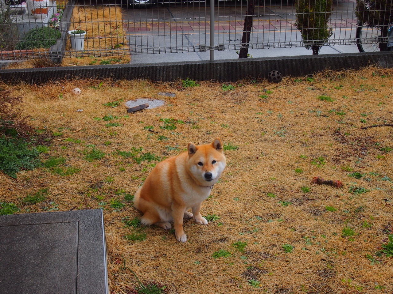 关键之钥,从迪巴拉的连续破门到冰岛的生死战奇迹