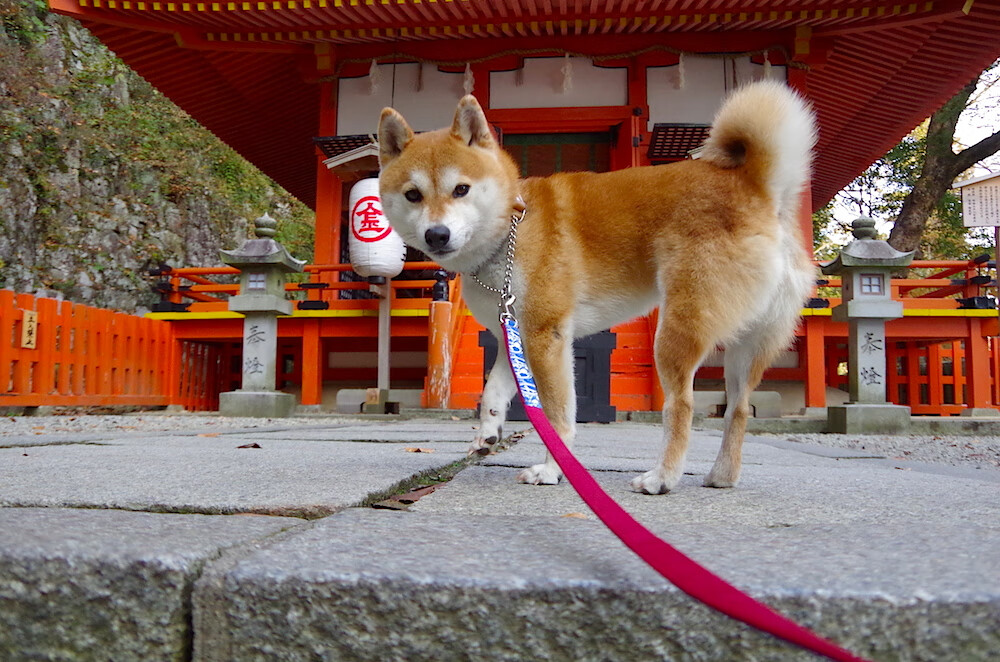 孟菲斯风暴席上海，贝恩狂飙37分铸无形壁垒—压制级个人秀主导全局，雷霆万钧之势提前终结悬念