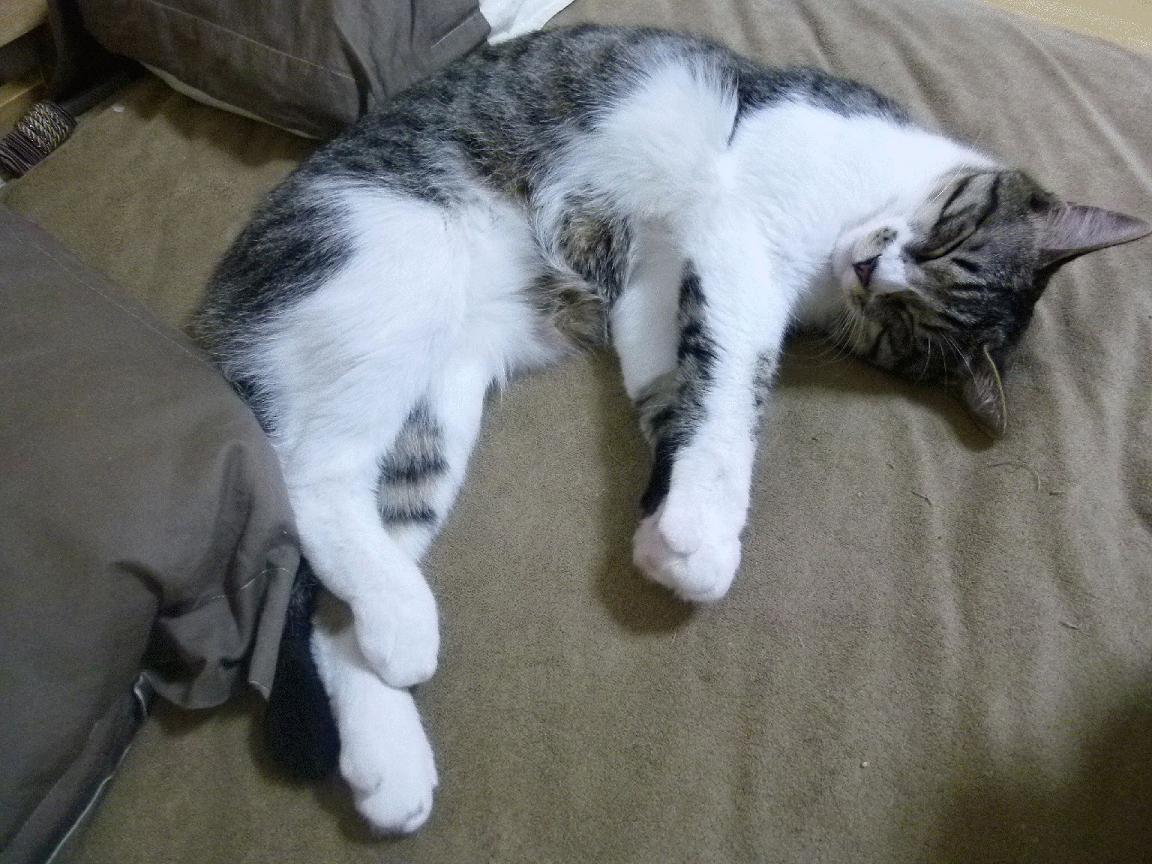 跨界争霸，当太阳在欧冠半决赛战胜快船