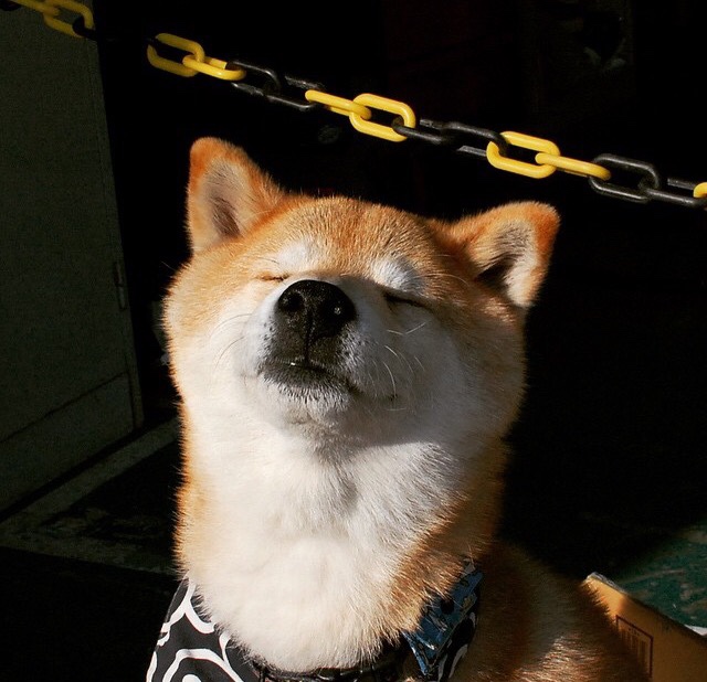 狮虎之争,当幼狮咬断华南虎的喉咙,王权没有永恒