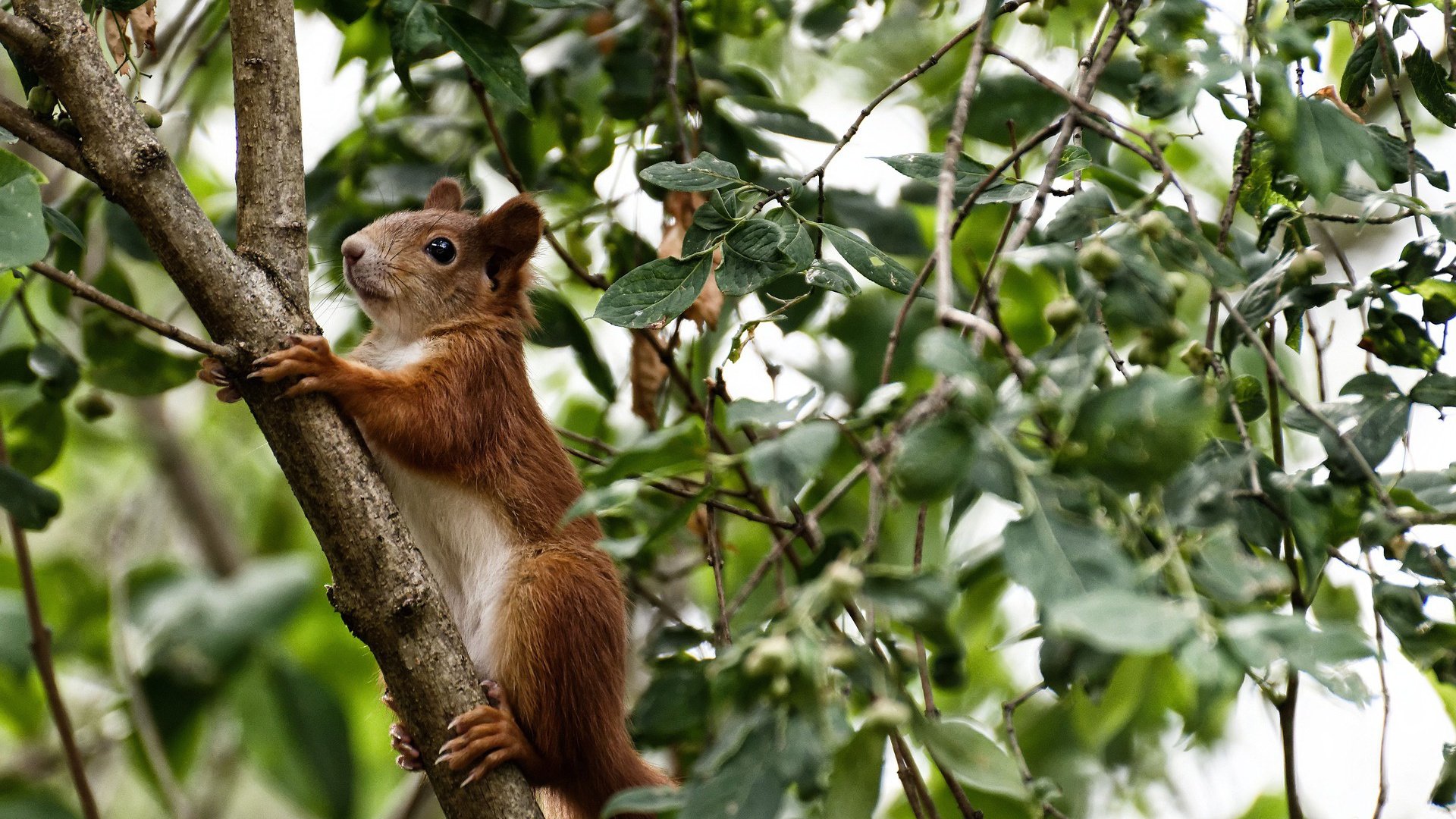 篮球新纪元,辽宁队收割黄蜂战术,预演马克西2026世界杯接管风暴