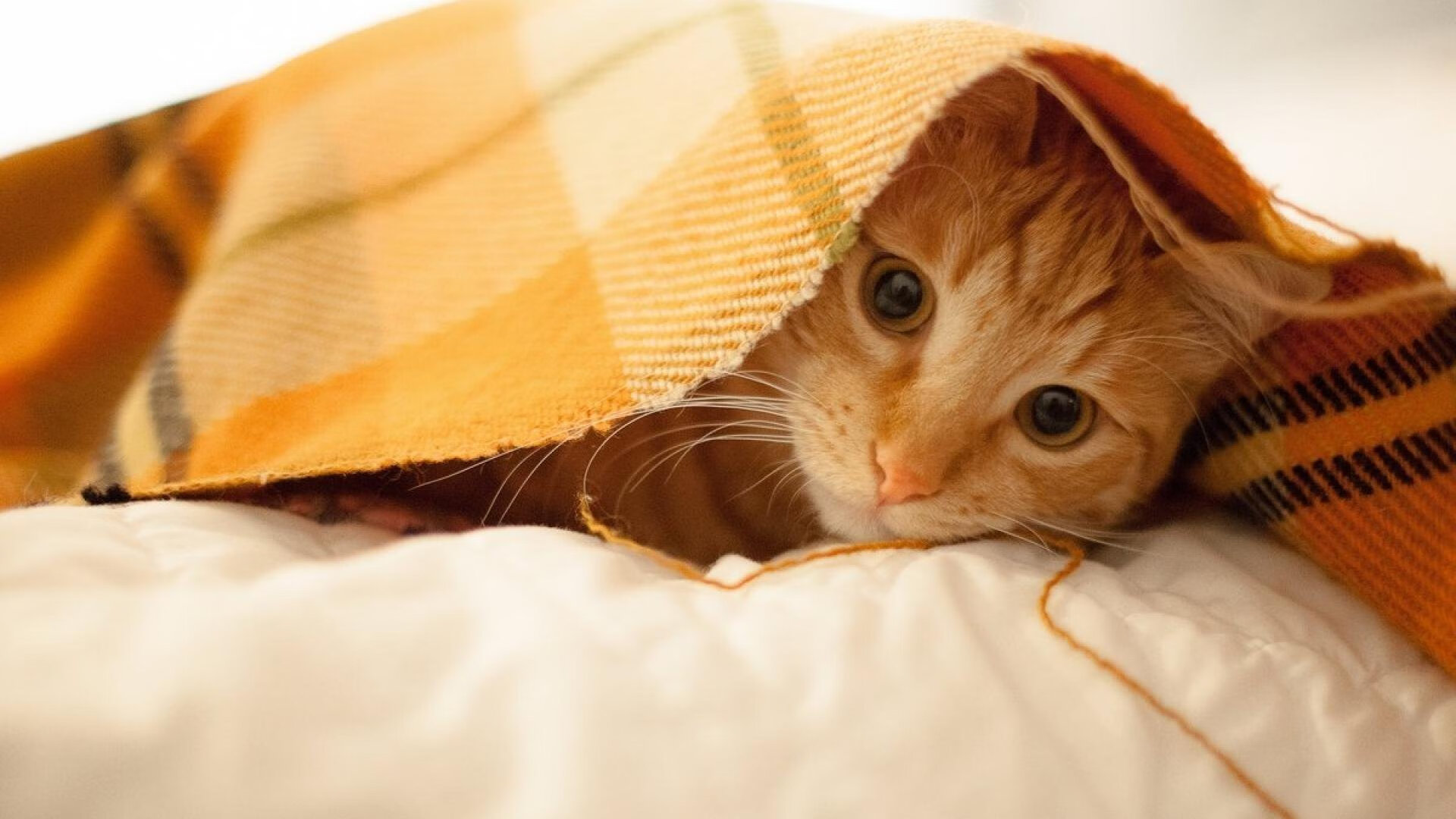 德意志交响曲与高加索狂想诗，当红牛铁蹄碾碎雄狮，克瓦拉茨赫利亚奏响独舞