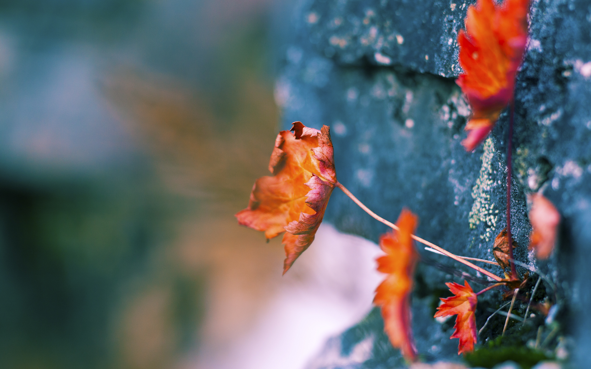 欧冠决赛般的巅峰对决,快船力克深圳队,篮球场上的跨洲焦点战