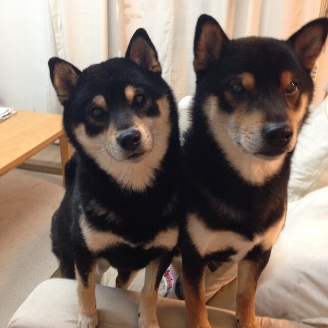 暗夜逆袭！小人物戈麦斯成屠龙关键先生，爱尔兰掀翻橙衣军团