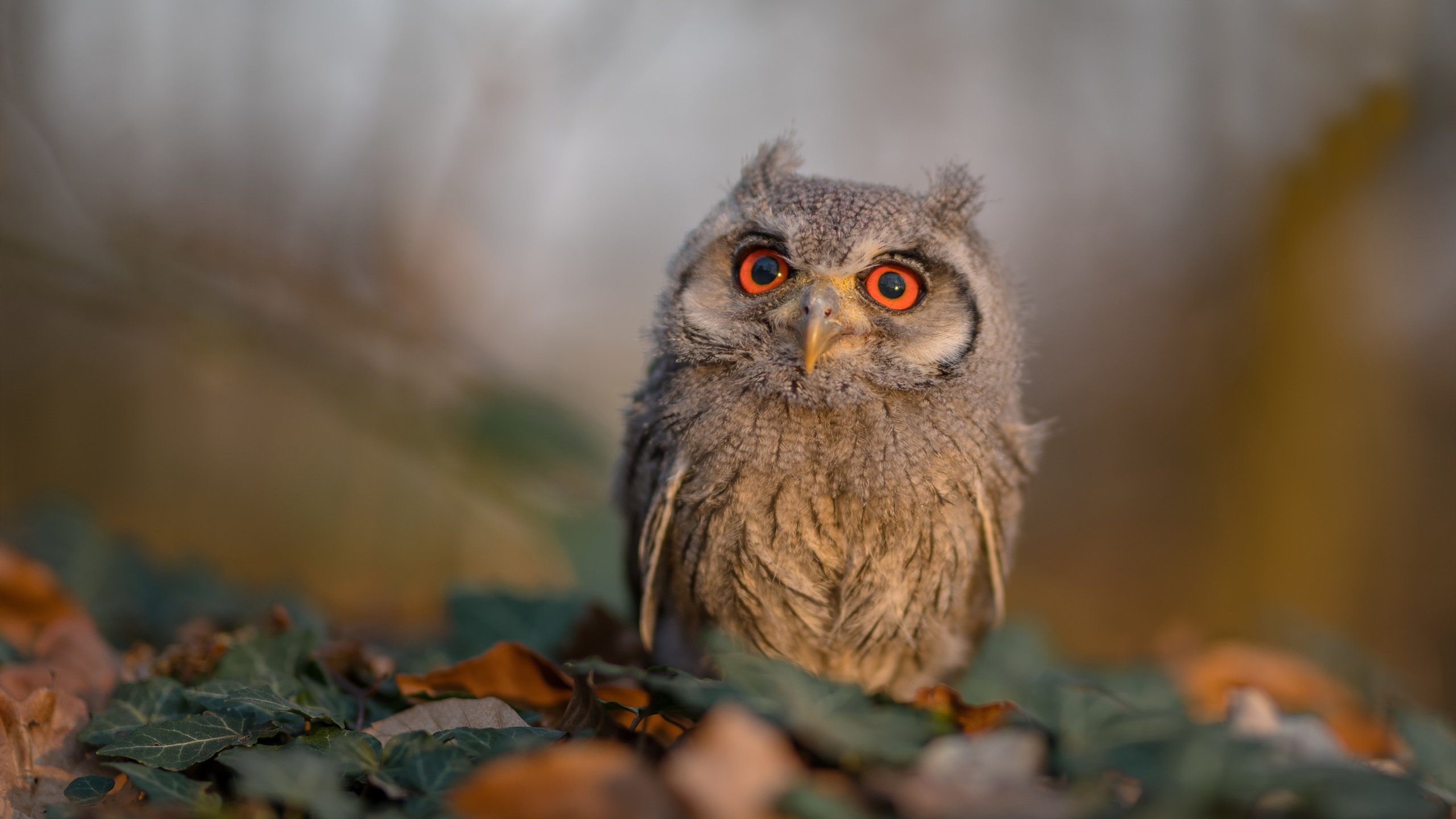禁区城墙与绿茵密码,当加纳的防守锁死智利的NBA总决赛焦点战