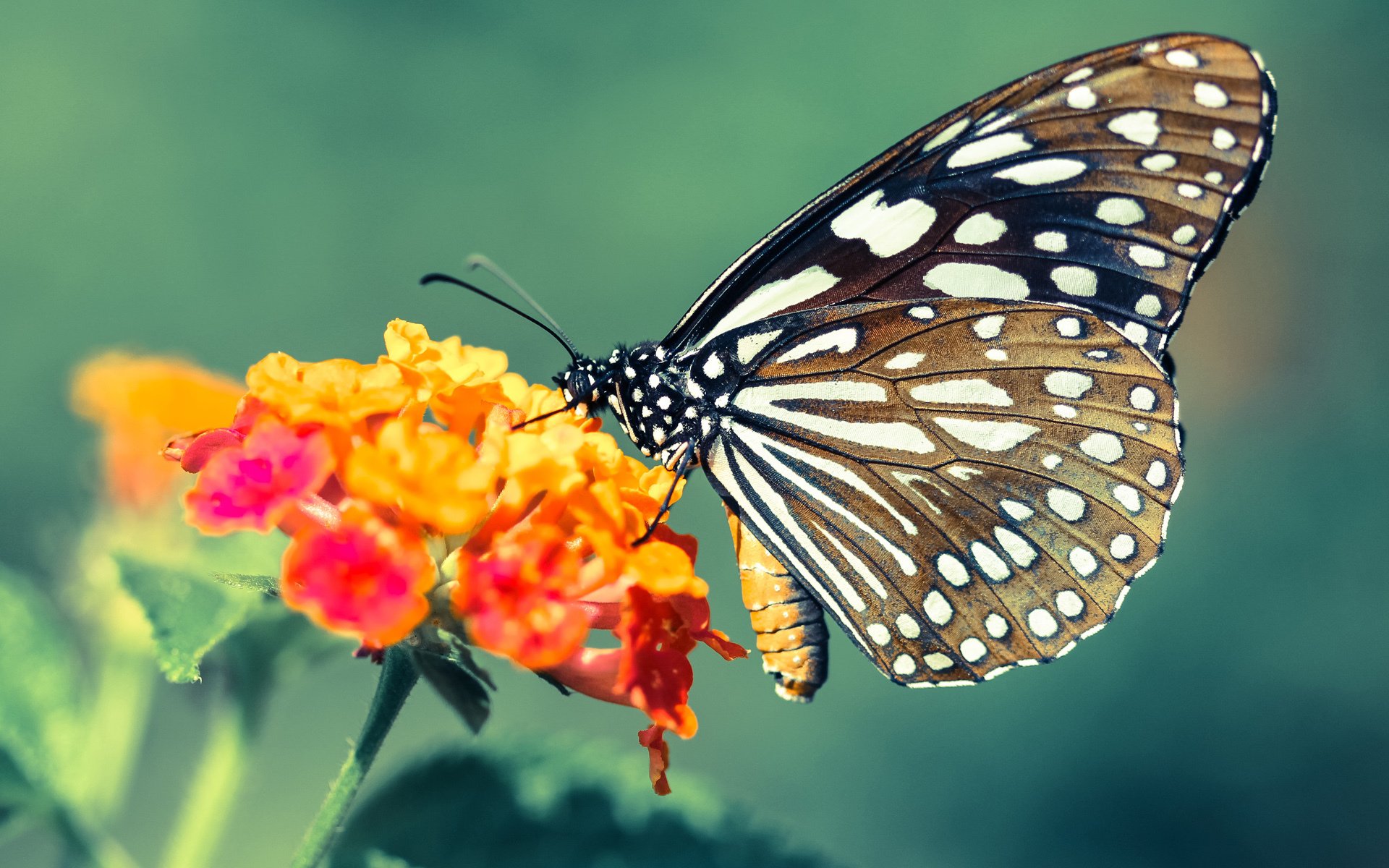 绿茵异次元对话,当雷鬼节奏遇上波斯地毯,马丁内利用脚尖谱写全场最佳无争议诗篇