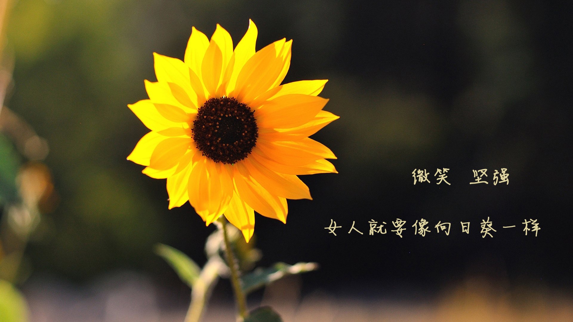 布拉格黄昏的孤勇,2026世界杯四分之一决赛,德容用一脚传球定义唯一